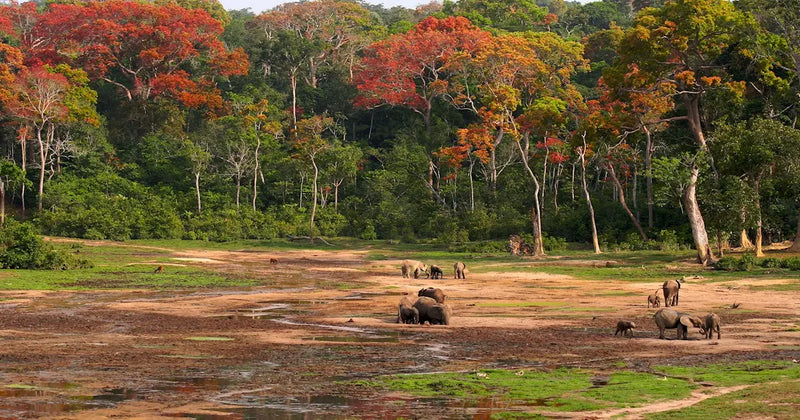 eSIM Central African Republic